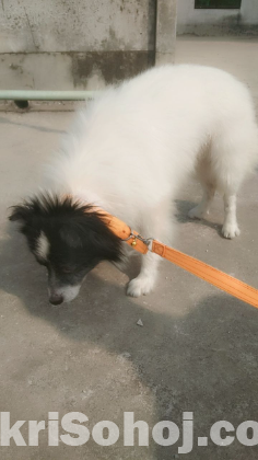 Ekti dog sale hobe